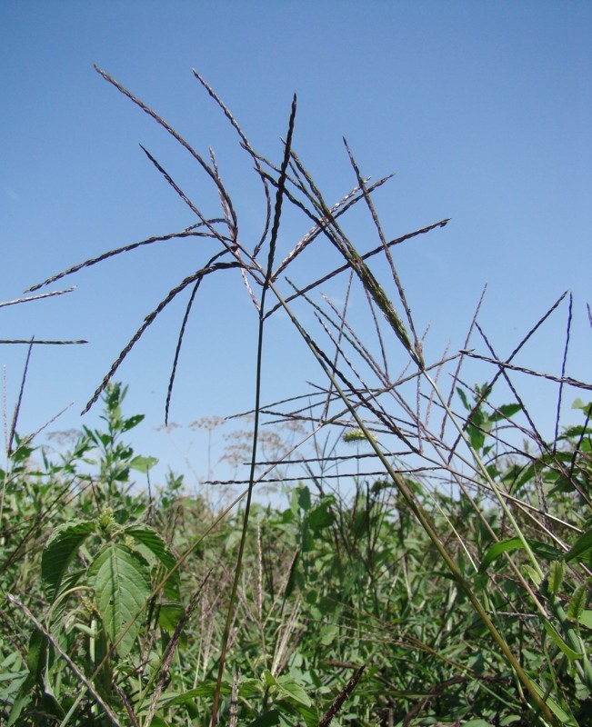 Изображение особи Digitaria sanguinalis.