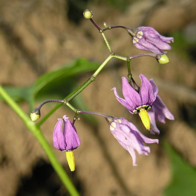 Image of Solanum dulcamara specimen.