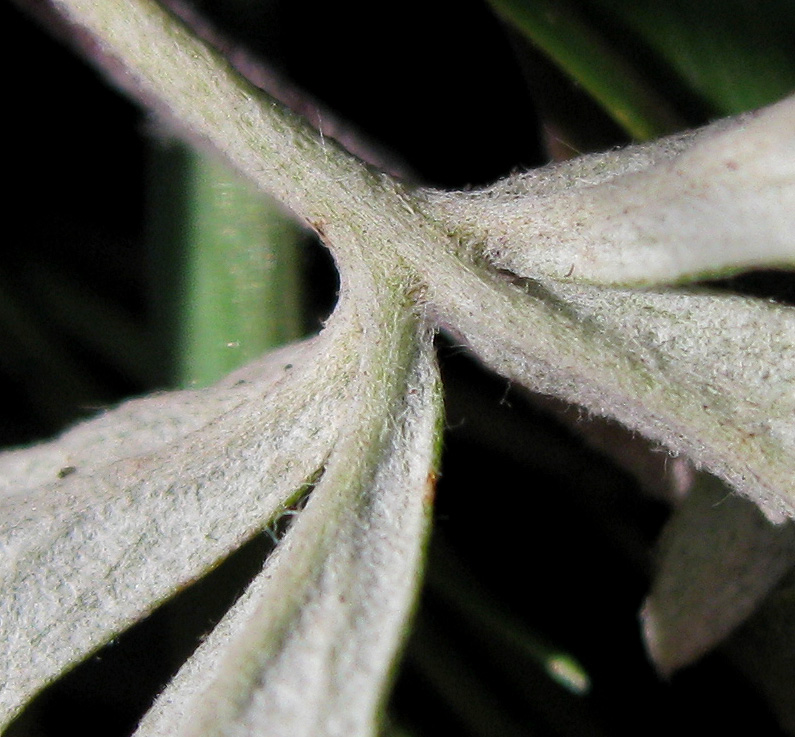 Image of Potentilla argentea specimen.