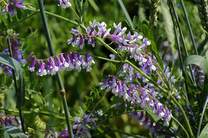 Image of Vicia villosa specimen.