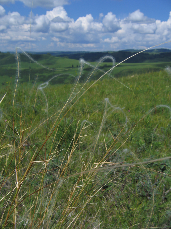 Image of Stipa pennata specimen.