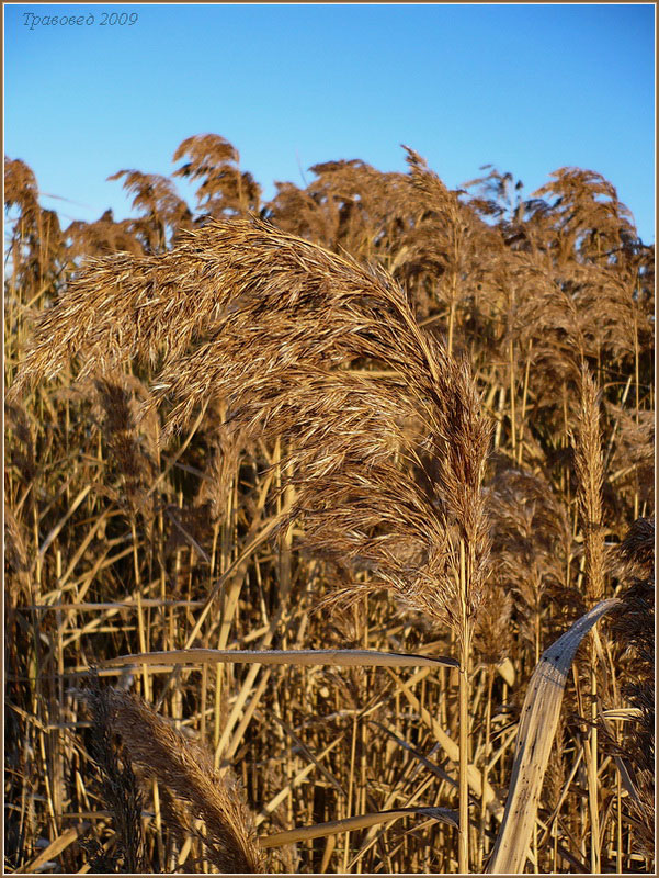 Image of Phragmites australis specimen.