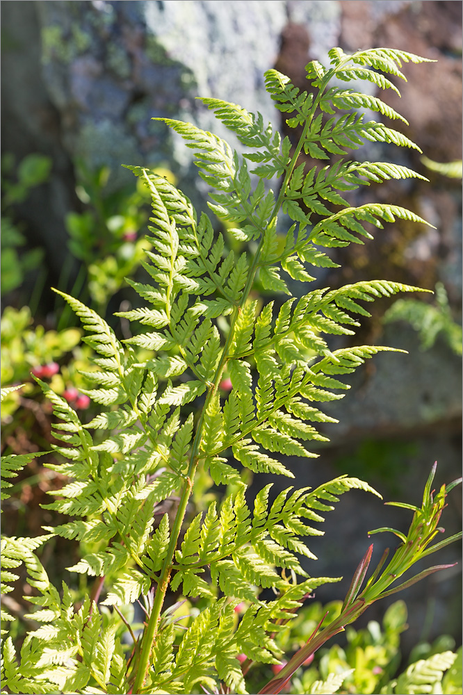 Image of Dryopteris assimilis specimen.