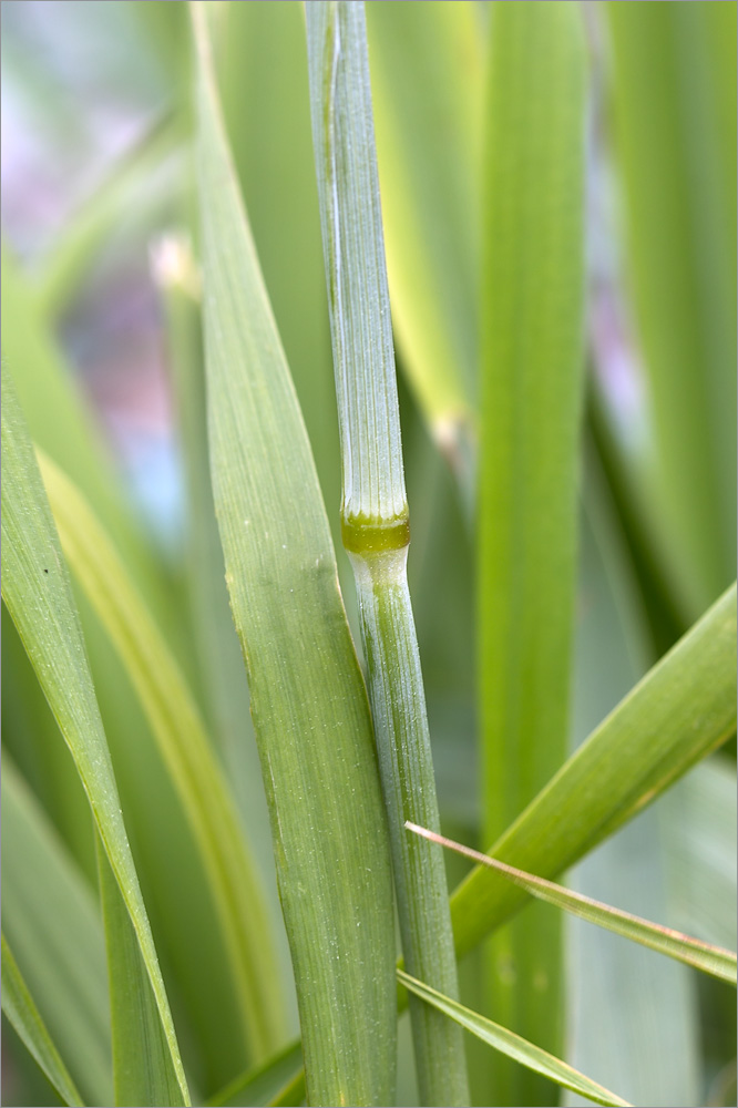 Изображение особи Alopecurus arundinaceus.