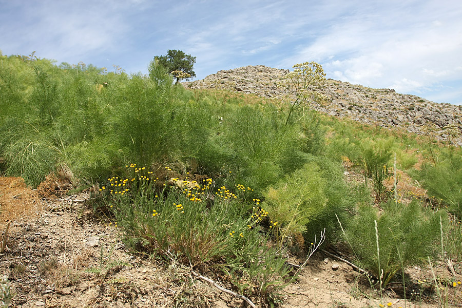 Изображение особи Tanacetum turlanicum.