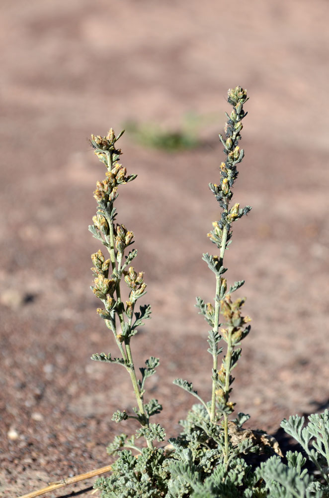 Image of genus Artemisia specimen.