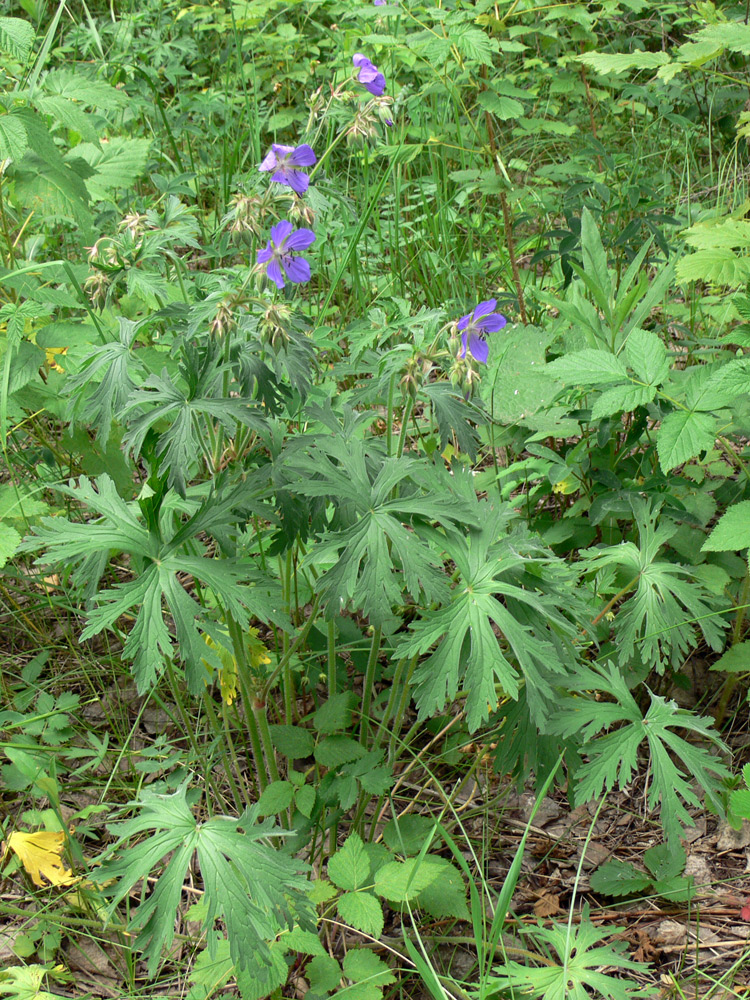 Изображение особи Geranium pratense.