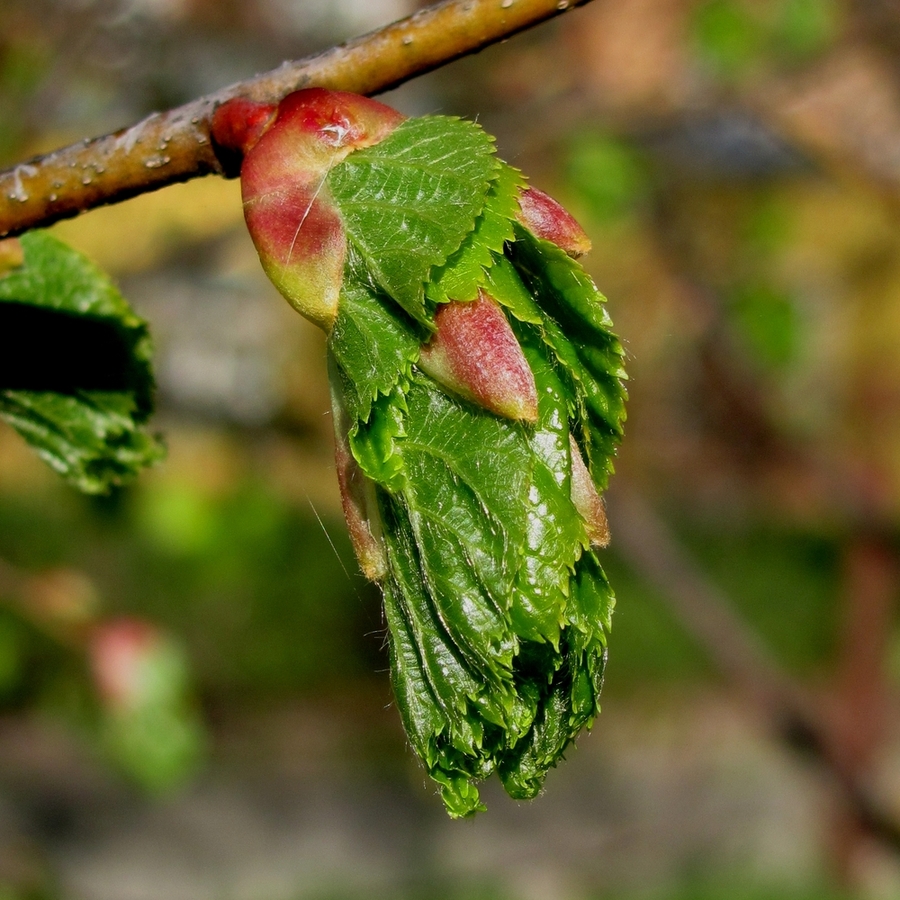 Изображение особи Tilia cordata.