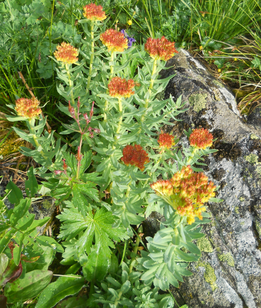 Image of Rhodiola rosea specimen.