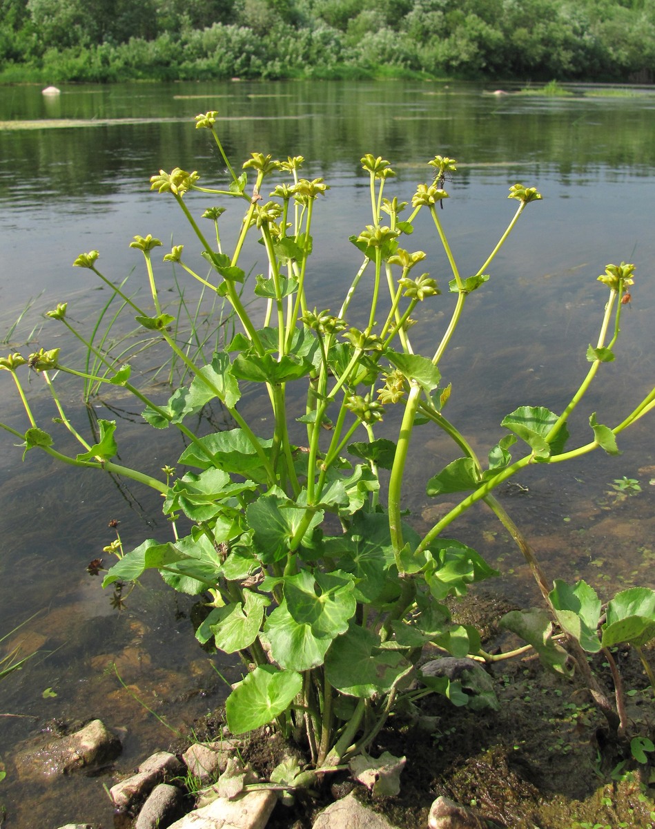 Image of Caltha palustris specimen.