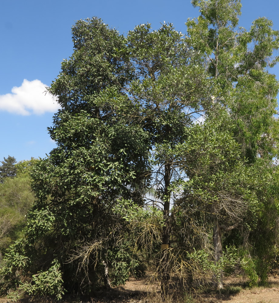 Image of Grevillea hilliana specimen.