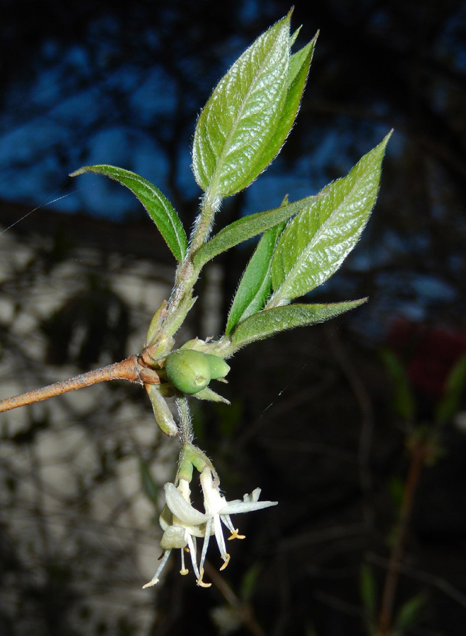 Image of Lonicera standishii specimen.