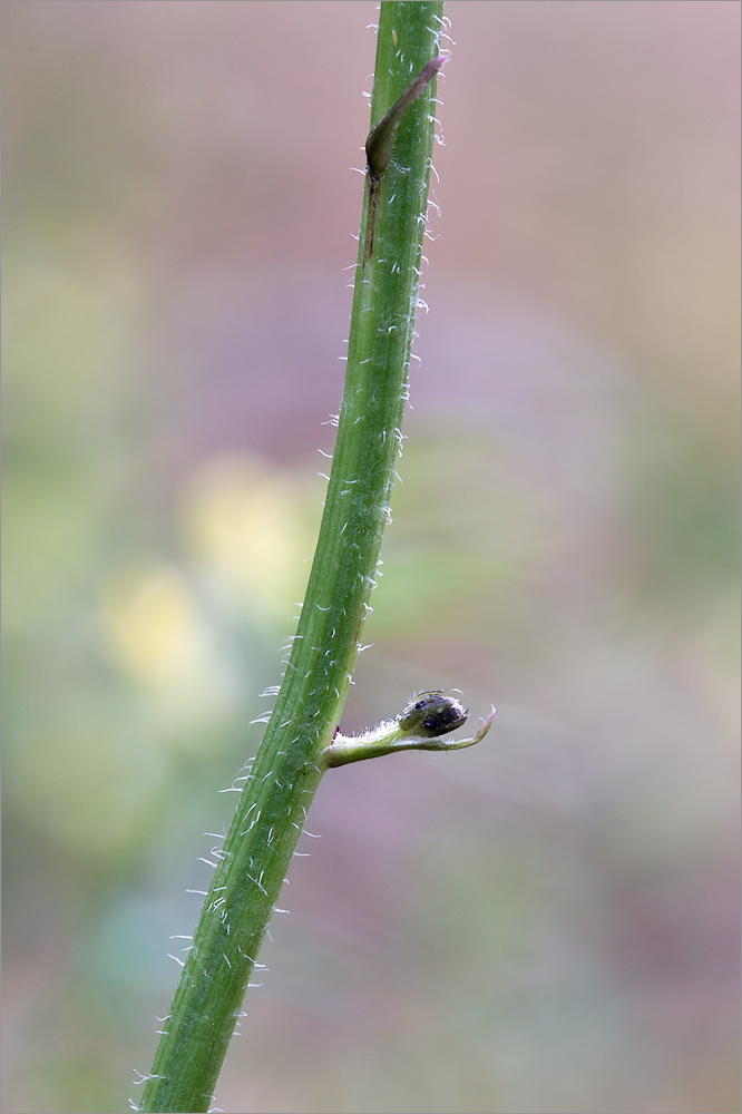 Image of Trommsdorffia maculata specimen.