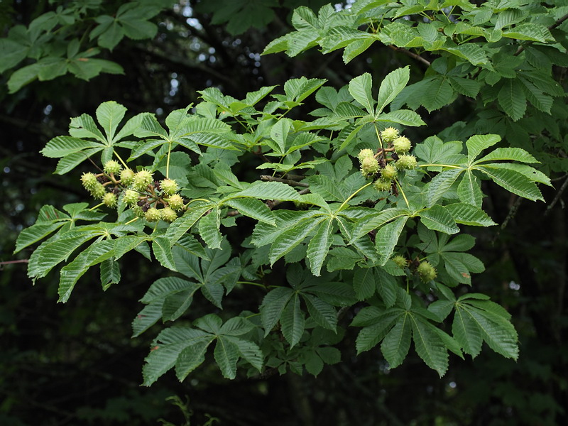 Image of Aesculus hippocastanum specimen.