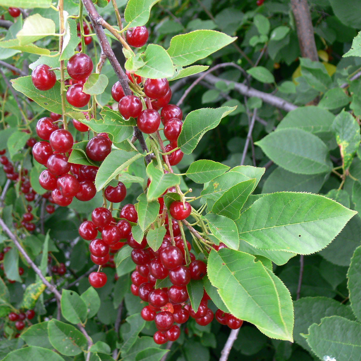 Image of Padus virginiana specimen.