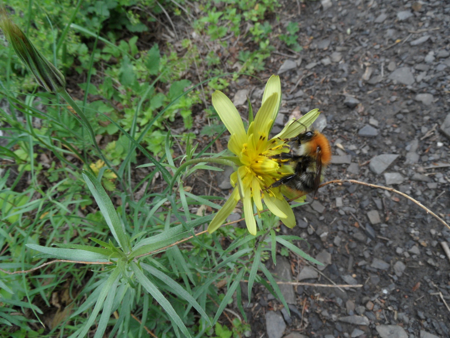 Image of genus Tragopogon specimen.