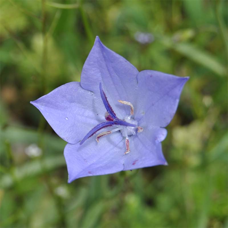 Image of Campanula beauverdiana specimen.