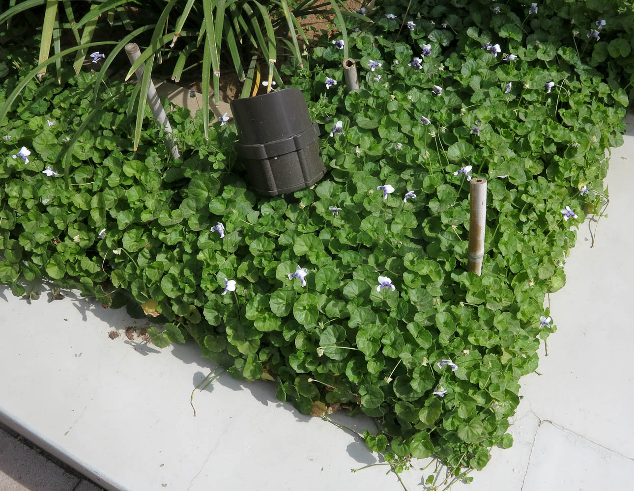 Image of Viola hederacea specimen.