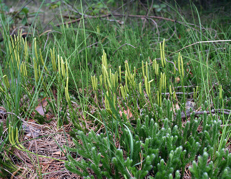 Image of Lycopodium clavatum specimen.