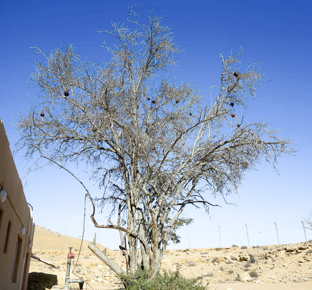 Image of Punica granatum specimen.