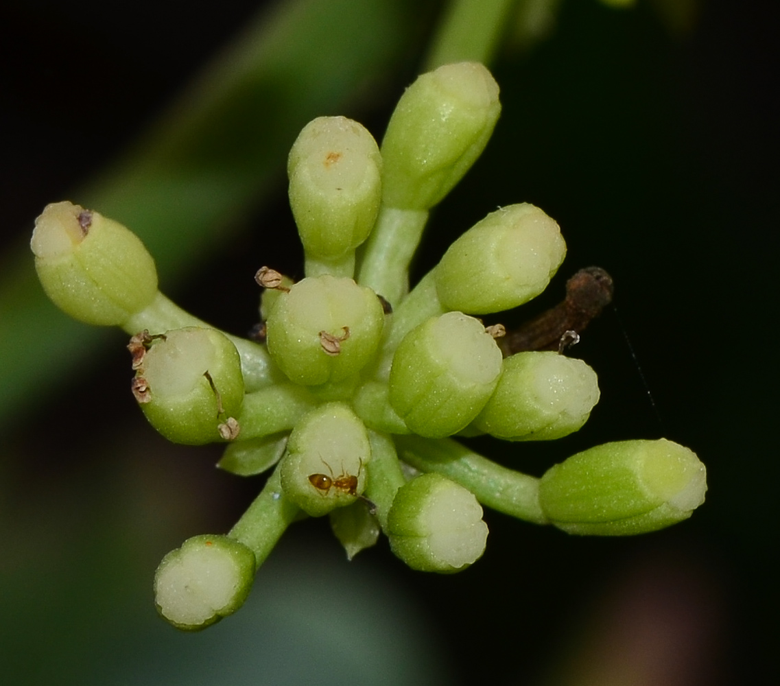 Изображение особи Crithmum maritimum.