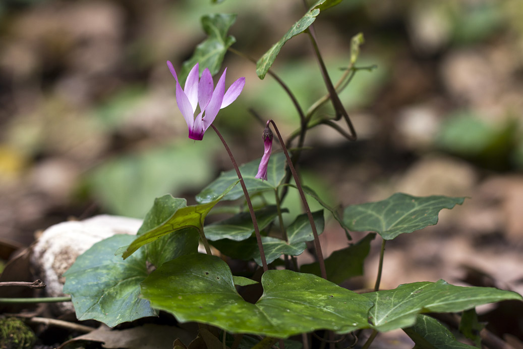 Изображение особи Cyclamen repandum ssp. peloponnesiacum.