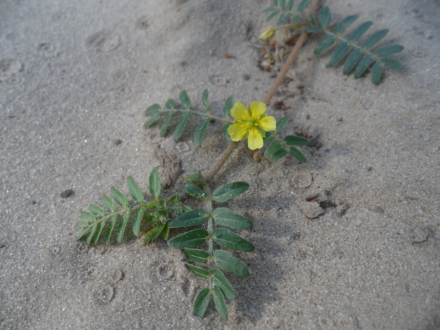 Изображение особи Tribulus terrestris.