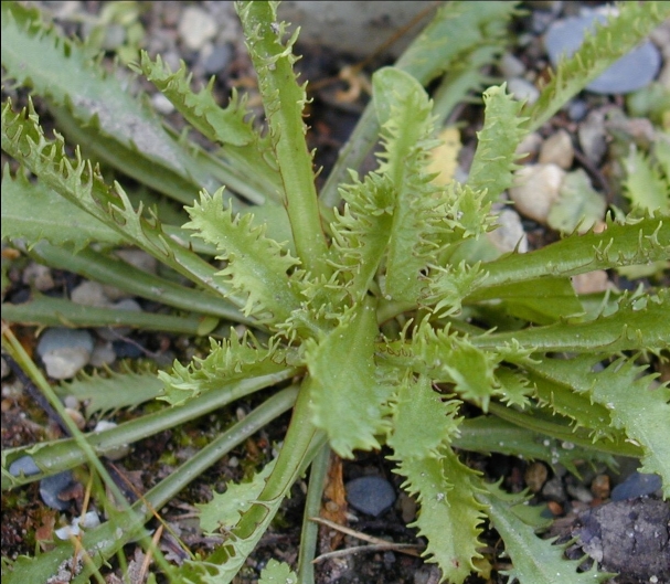 Image of Primula pinnata specimen.