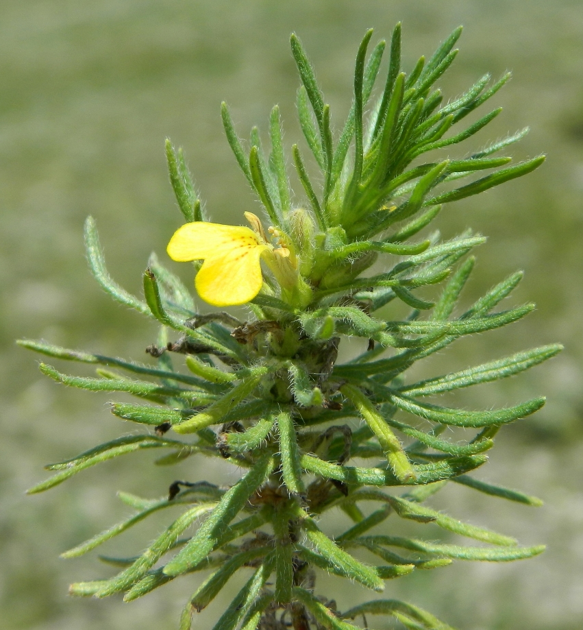 Image of Ajuga chia specimen.