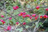 Euonymus europaeus. Ветвь с плодами. Республика Адыгея, к юго-западу от г. Майкоп, дубово-буково-грабовый лес, берег пересохшего русла р. Фортепианка. 08.10.2016.