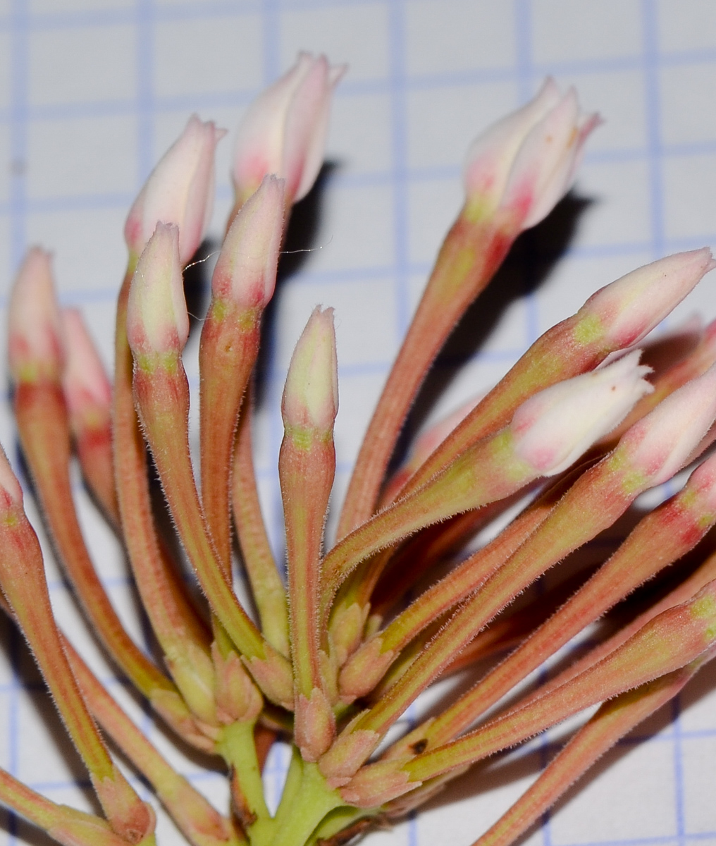 Image of Acokanthera oblongifolia specimen.