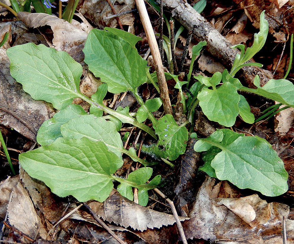 Image of Lapsana intermedia specimen.