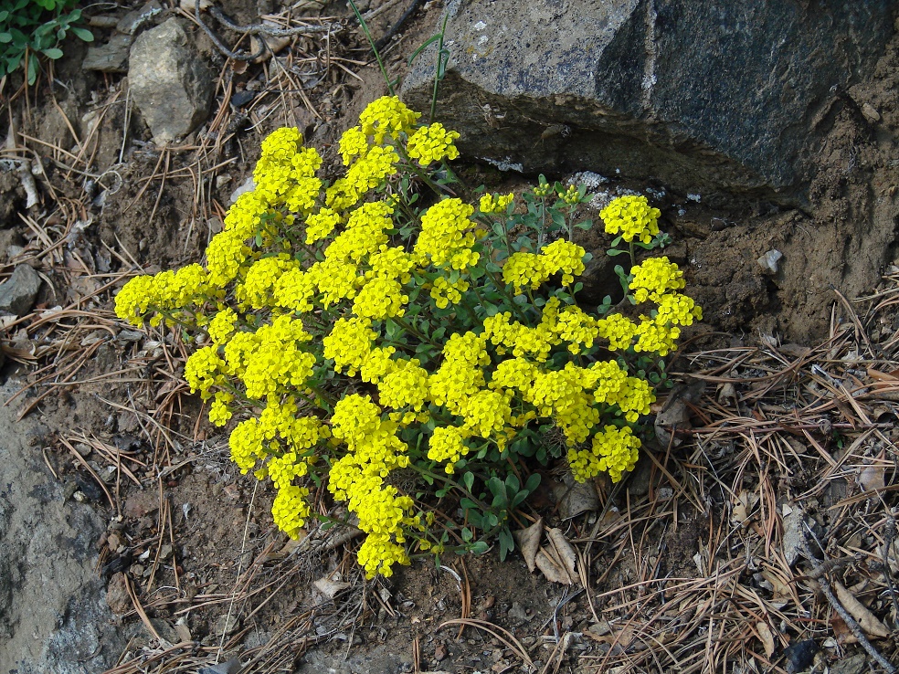 Image of Odontarrhena obovata specimen.