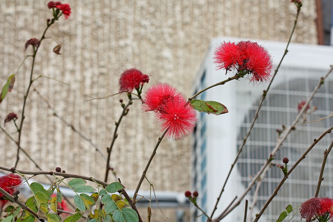 Image of Calliandra haematocephala specimen.