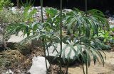 Смотреть изображение Syneilesis aconitifolia