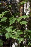 Acer glabrum. Часть ветви молодого растения. Санкт-Петербург, Ботанический сад БИН РАН, в культуре. 30.09.2016.