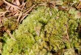 Leucobryum glaucum. Куртина вегетирующего растения с отдельными выдернутыми побегами. Латвия, Юрмала, Булдури природный парк, сосняк зеленомошный. 30.04.2017.