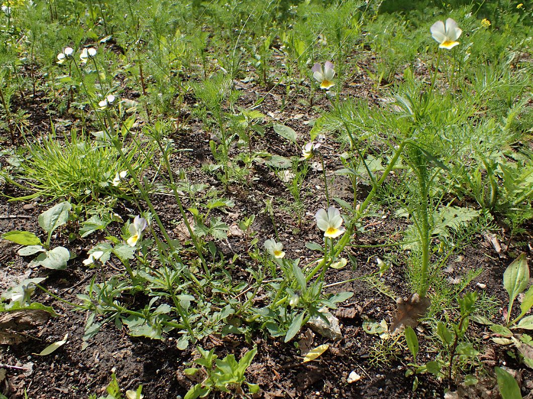 Image of Viola &times; contempta specimen.