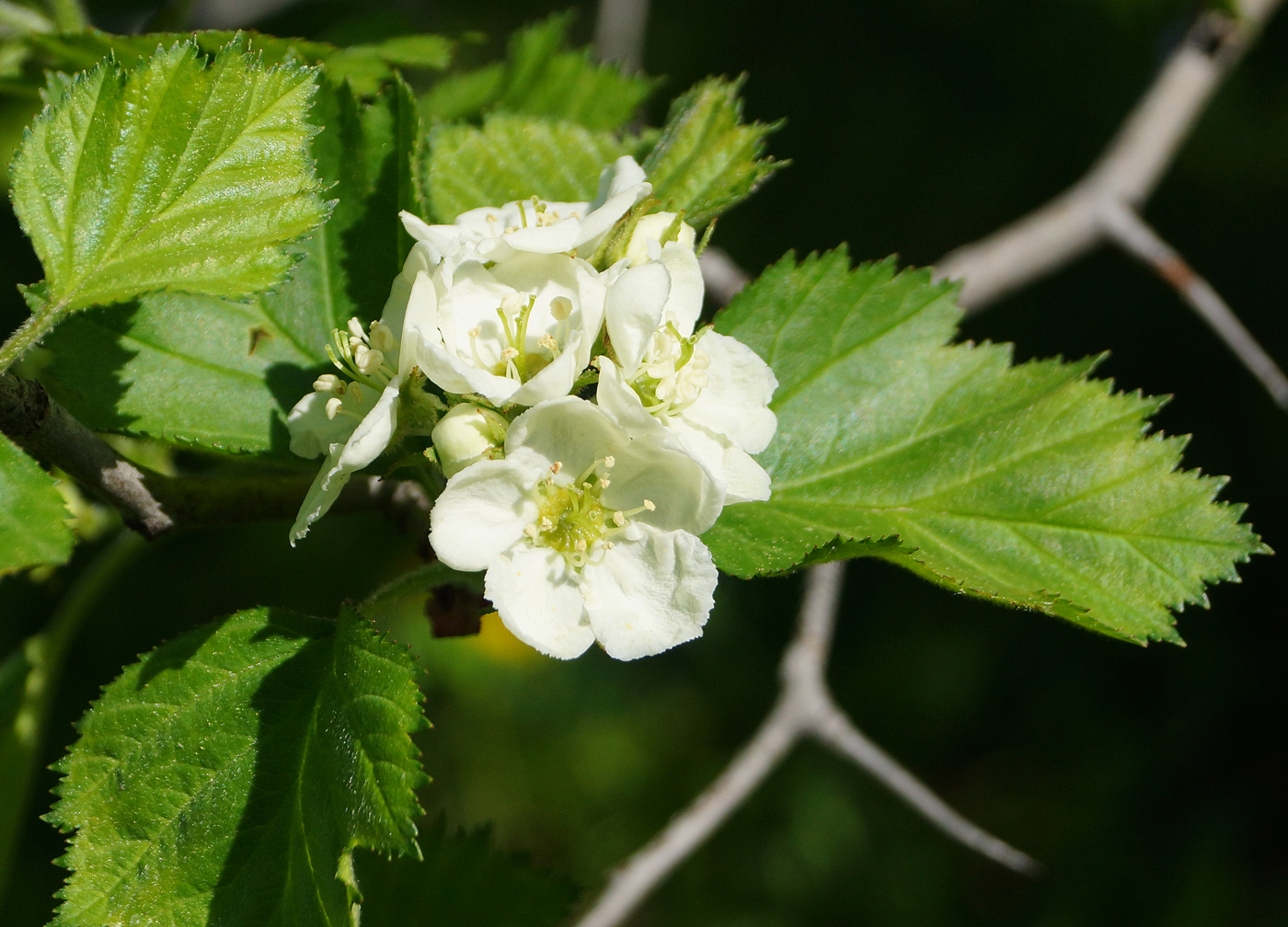 Image of Crataegus submollis specimen.