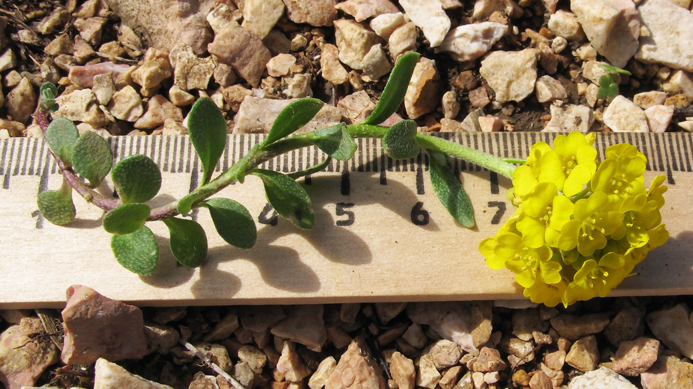 Image of Alyssum oschtenicum specimen.