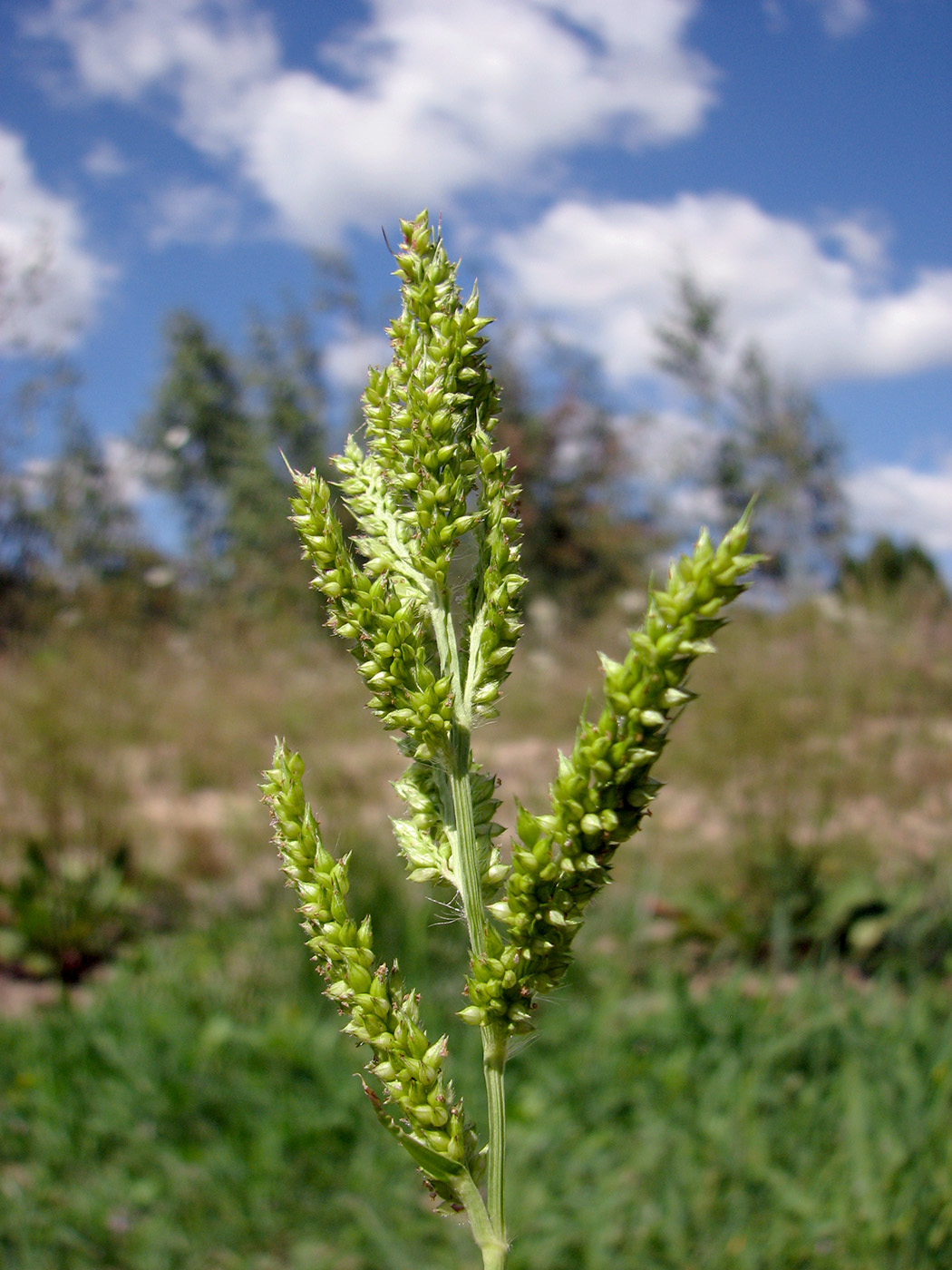 Image of Echinochloa crus-galli specimen.