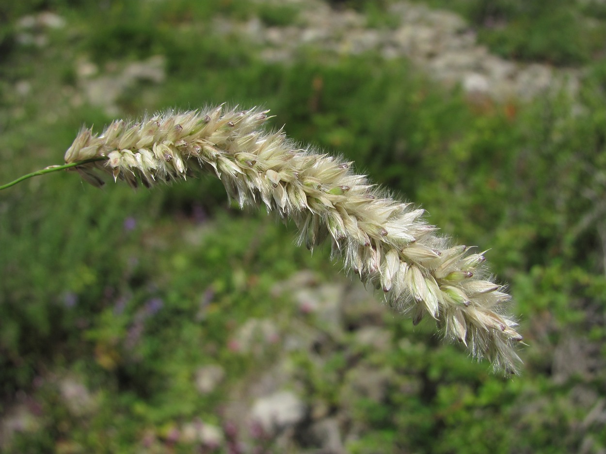 Image of Melica transsilvanica specimen.