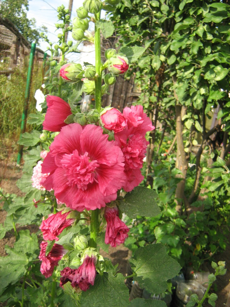 Изображение особи Alcea rosea.