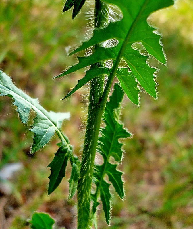 Изображение особи Sisymbrium loeselii.