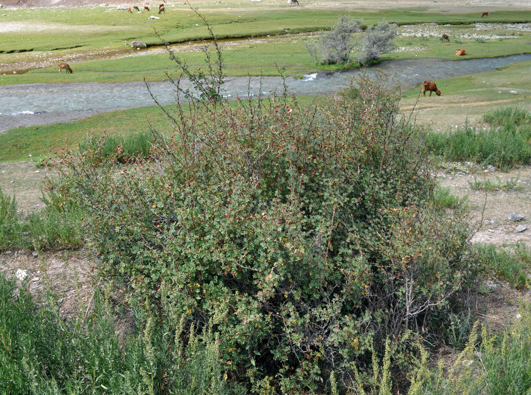 Image of Rosa ecae specimen.