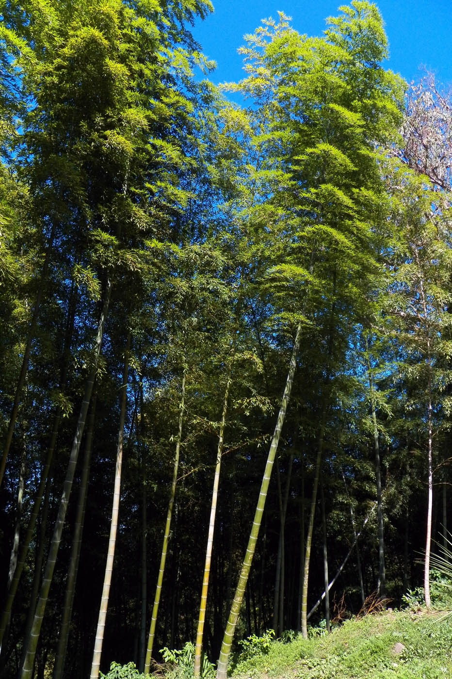 Изображение особи Phyllostachys pubescens.