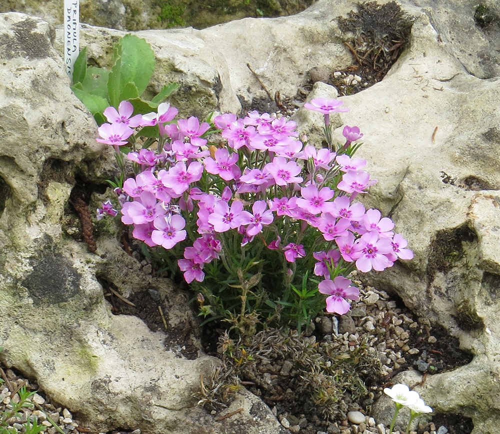 Изображение особи Phlox douglasii.