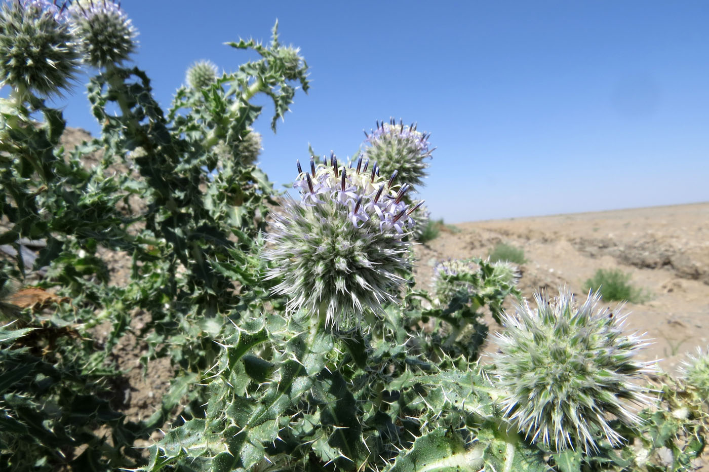 Изображение особи Echinops gmelinii.