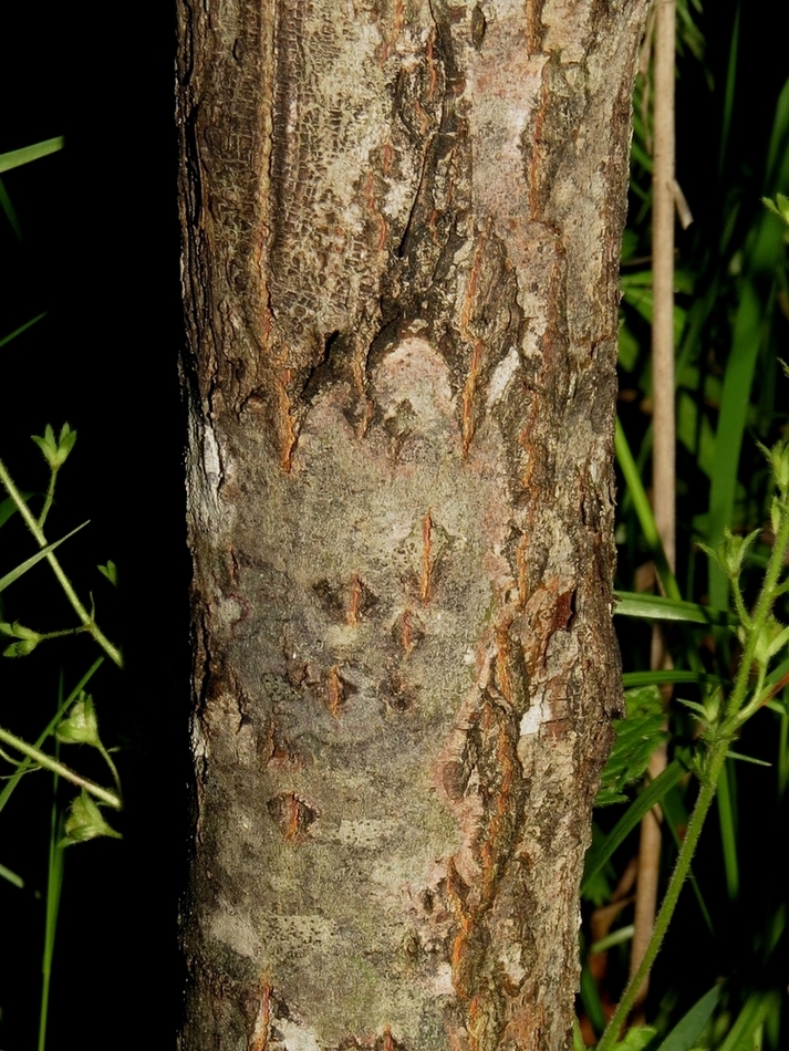 Image of Salix caprea specimen.