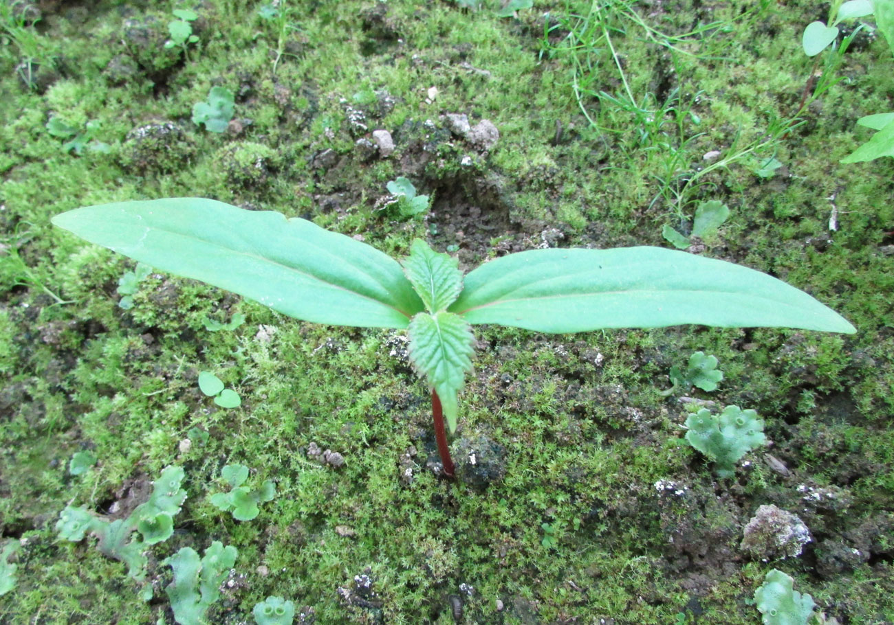 Image of Davidia involucrata specimen.